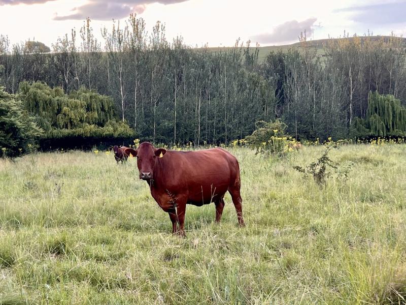 0 Bedroom Property for Sale in Fouriesburg Free State